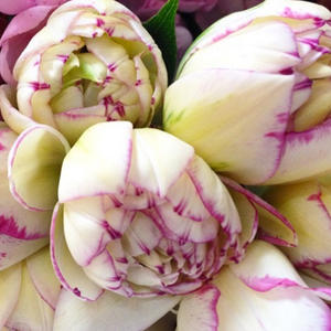 Flowers Vasette
