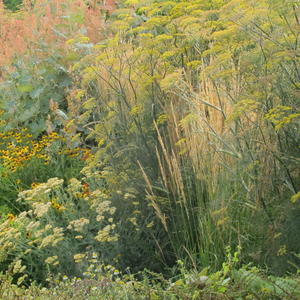‘Perennial borders’ garden tour with Paul Bangay
